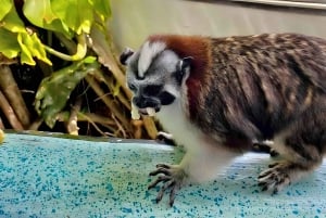 Panama Wildlife Safari: Eventyrtur på Apeøya