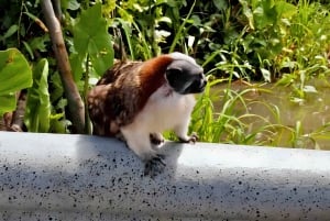 Safari animalier au Panama : Aventure sur l'île des singes