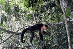 Monkey Island & Panama Canal Boat Ride