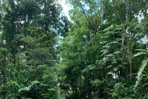 Puerto Viejo or Cahuita: Bribri Hidden Waterfalls Excursion with Lunch