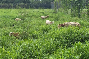 Excursión de un día a una granja regenerativa a 1 h de Ciudad de Panamá en Chepo
