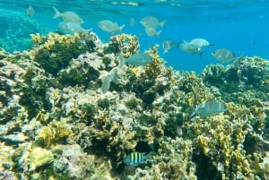 Îles San Blas : Excursion d'une journée en voilier avec déjeuner et boissons