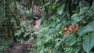 Sendero Los Quetzales (Quetzales Trail)