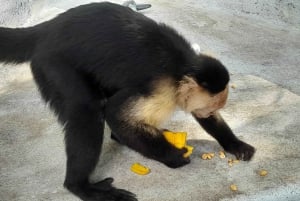 Sanctuaire de paresseux Île des singes Gamboa Wildlife