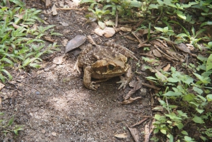 Soberania National Park Rainforest Hike