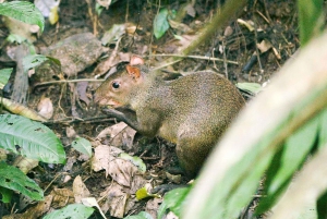 Soberania National Park Rainforest Hike