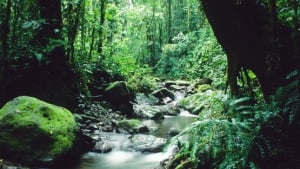 El Parque Nacional del Darién