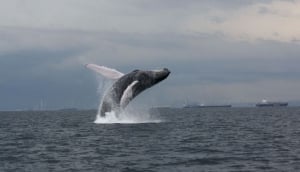 Whale Watching Panama