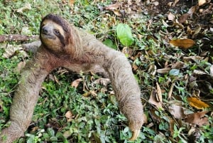 Panama : Habitat des paresseux, ancienne zone du canal et visite de la vieille ville