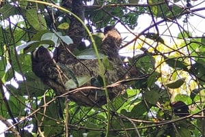 Panama : Habitat des paresseux, ancienne zone du canal et visite de la vieille ville