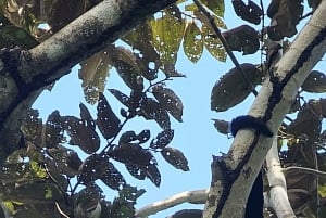 Panama : Habitat des paresseux, ancienne zone du canal et visite de la vieille ville