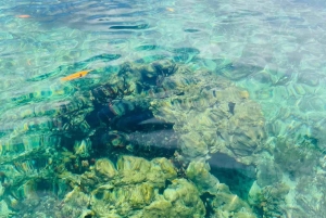 Zapatilla Island Hopping Day Tour