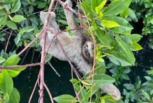 Zapatilla Island Hopping Day Tour