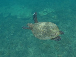 Playa Venao - Isla Iguana