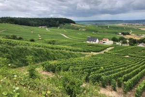 Authentic Champagne Tour: 3 vineyards, 10 Tastings & Lunch