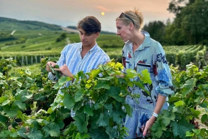 Authentic Champagne Tour: 3 vineyards, 10 Tastings & Lunch