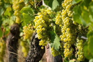 Excursion d'une journée à Chablis au départ de Paris, comprenant 8 dégustations et le déjeuner