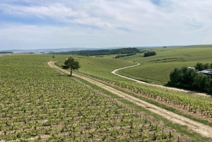 Excursion d'une journée à Chablis au départ de Paris, comprenant 8 dégustations et le déjeuner