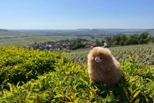 Privat dagsudflugt til Champagne: Epernay & Reims 9 glas