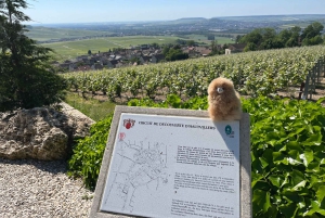 Privat dagsudflugt til Champagne: Epernay & Reims 9 glas