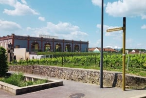 Z Paryża: wycieczka po piwnicach szampana i winnicach oraz degustacja