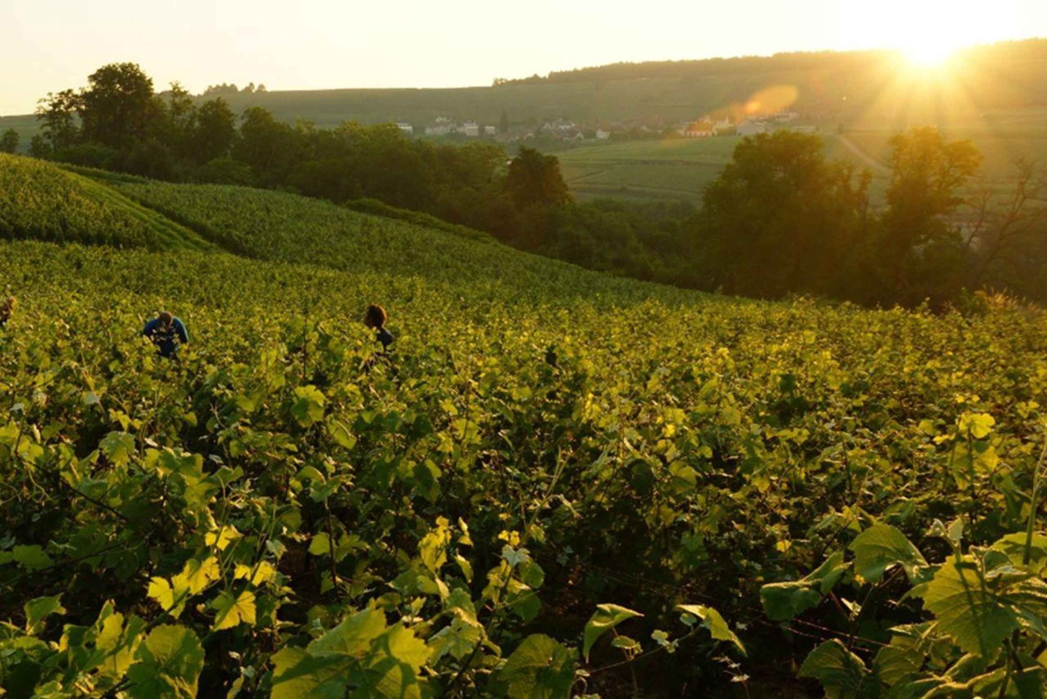 De Paris: Viagem de 1 dia a Champagne com 7 provas e almoço