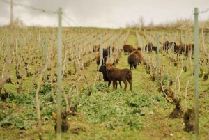 De Paris: Viagem de 1 dia a Champagne com 7 provas e almoço