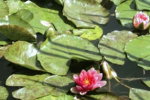 Pariisista: Giverny & Versailles lounaalla.