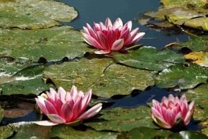 Ausflug ab Paris zu Monets Gärten – Giverny im Minivan