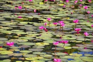 From Paris: Giverny Day Trip with Audio Guide or Live Guide