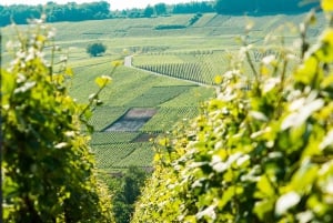 From Paris: Small-Group Champagne Day Trip with Six Tastings