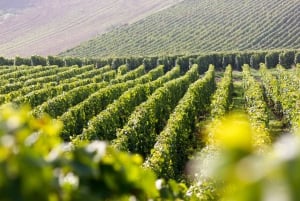 From Paris: Small-Group Champagne Tour with 3-Course Lunch