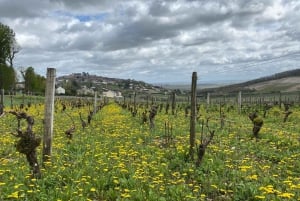 From Paris: Wine Day trip to SANCERRE w 10 Tastings & Lunch