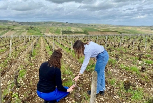 From Paris: Wine Day trip to SANCERRE w 10 Tastings & Lunch