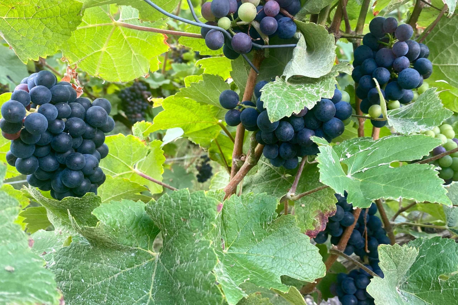 Champán Grand Vintage Private Moet Chandon Veuve Clicquot