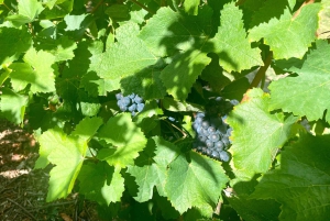 Champán Grand Vintage Private Moet Chandon Veuve Clicquot