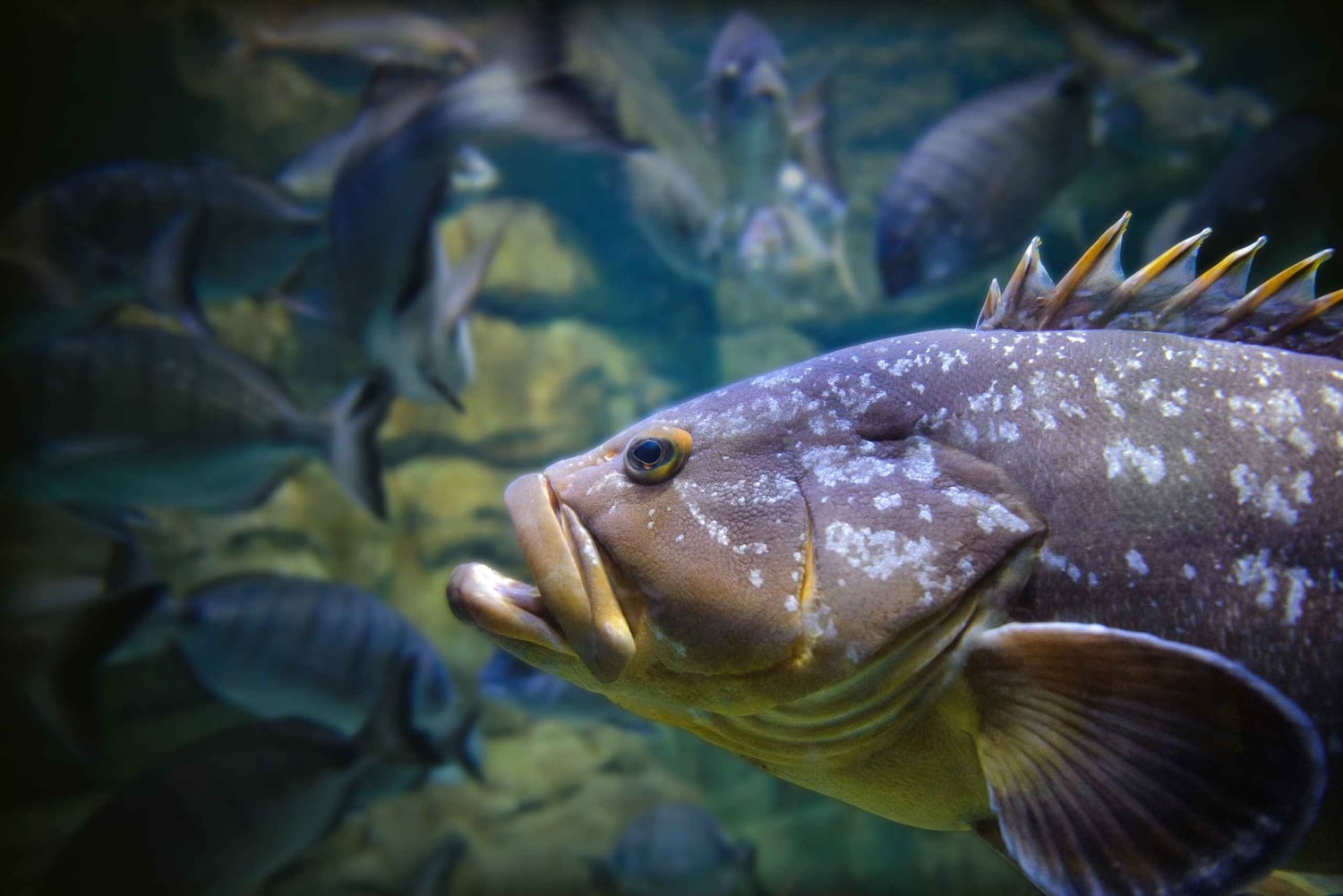 Paryż: Bilet wstępu do Aquarium de Paris