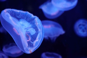 Paryż: Bilet wstępu do Aquarium de Paris