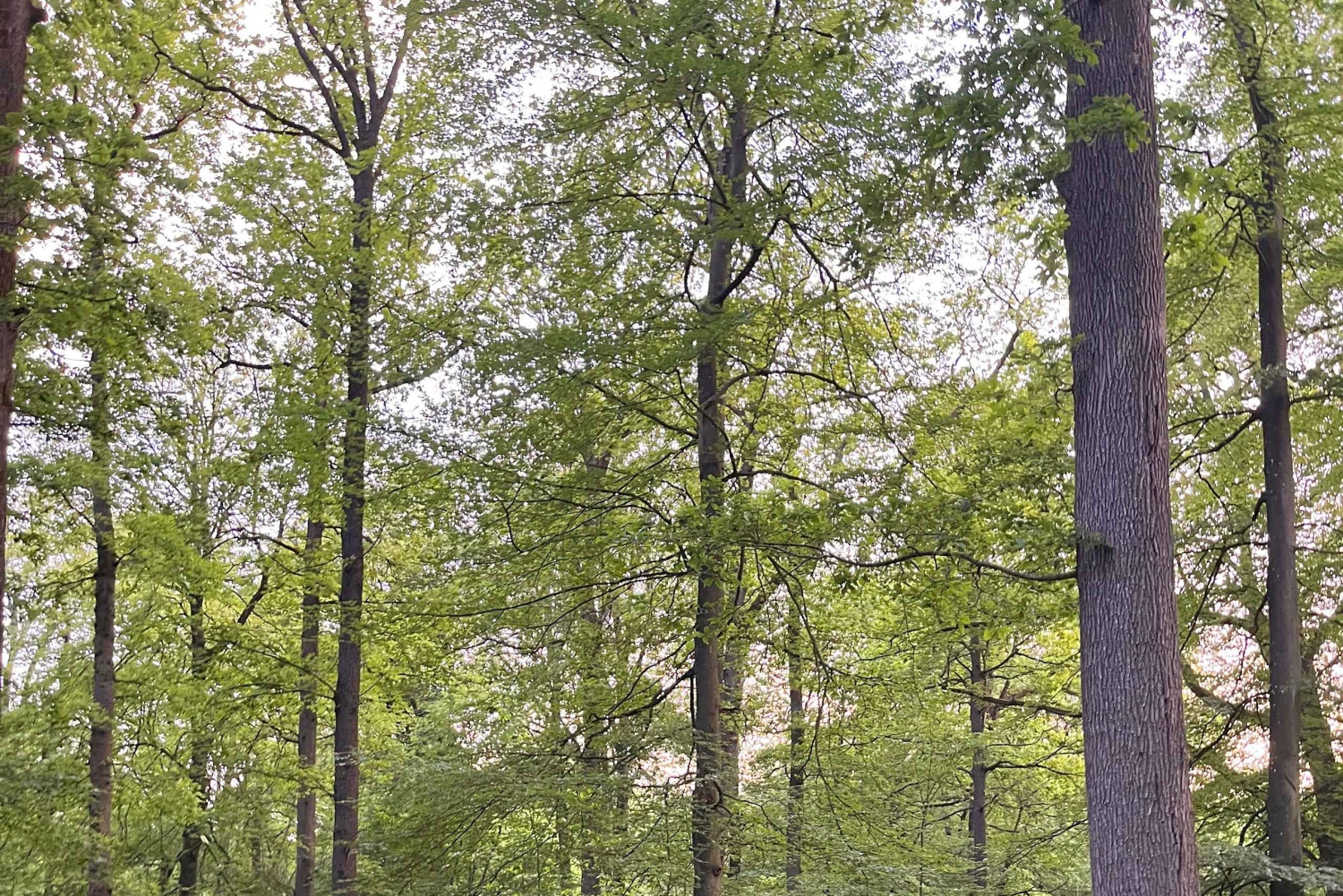 París: excursión a caballo por Aumont-en-Halatte