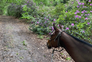 París: excursión a caballo por Aumont-en-Halatte