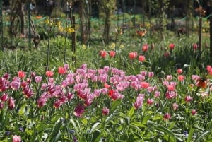 Paris: Giverny Gardens Day Trip with Professional Tour Guide