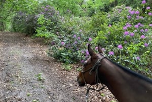 Paris: Aumont-en-Halatte Horseback Riding Tour