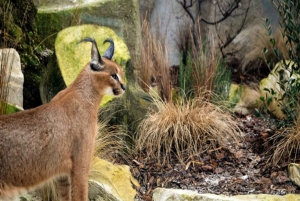 Paris: Entrébillet til Ménagerie Zoo of Jardin des Plantes