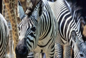 Paris: Entrébillet til Ménagerie Zoo of Jardin des Plantes