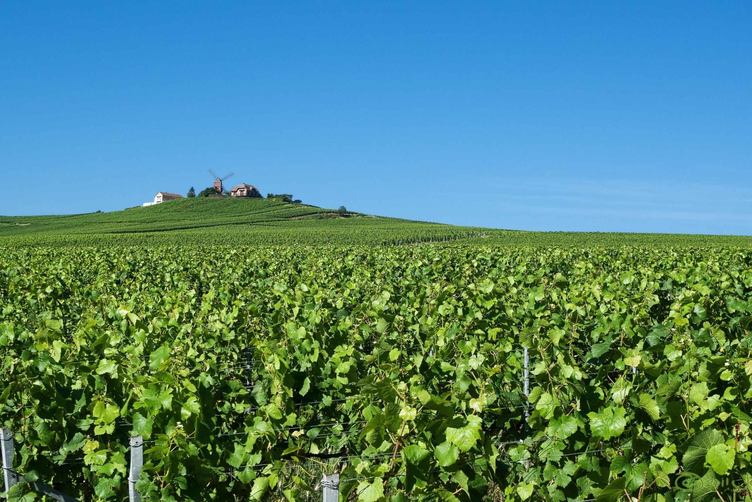 Parigi: Escursione con autista privato nella regione dello Champagne