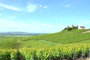 Париж: Частная однодневная поездка в Шампань с 8 дегустациями и обедом