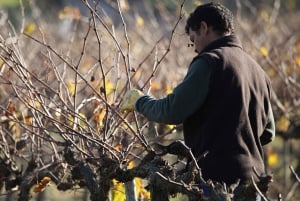 Paris: Two Reims Champagne Vineyards with Tastings and Lunch