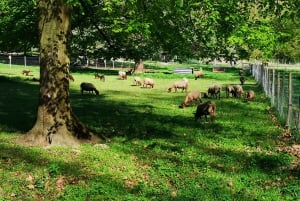 Paris : Visite du château de Versailles et du hameau de la Reine en E-Bike