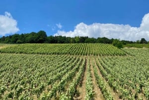 Moet et Chandon Veuve Clicquot Pommery Private Champagne