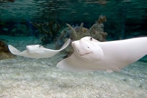 SEA LIFE Paris: Admission Ticket